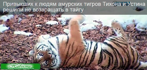 Тигров Тихона и Устина решено не возвращать в тайгу