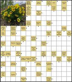 Сканворд №56 «Горицвет весенний»